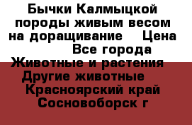 Бычки Калмыцкой породы живым весом на доращивание. › Цена ­ 135 - Все города Животные и растения » Другие животные   . Красноярский край,Сосновоборск г.